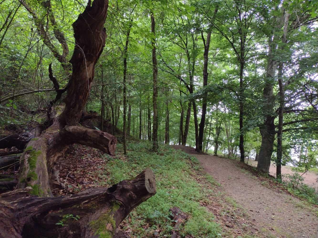 A dirt trail winds along in a forest.